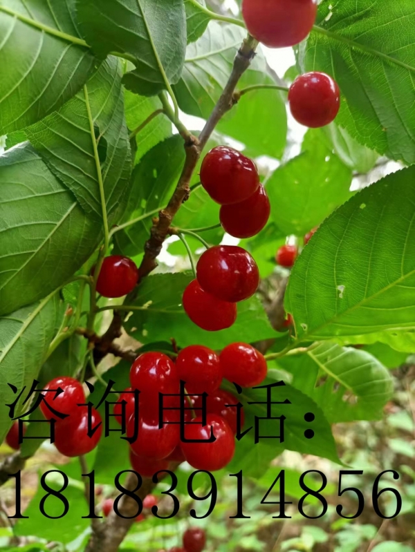 果园土地养老养生度假基地转让出租