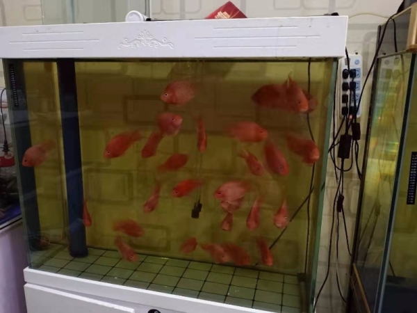 衡水自强街水族馆转让