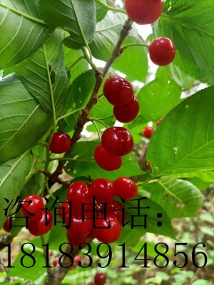 果园土地养老养生度假基地转让出租